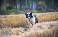 邊境牧羊犬奔跑