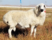 （圖一）烏珠穆沁羊