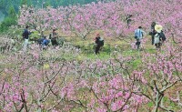 柳林[四川巴中市下轄鎮]