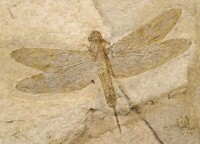 準噶爾盆地發現的原蜻蜓目化石