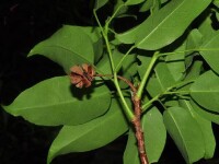 梭羅樹（學名 Reevesia pubescens Mast.）