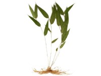 淡竹葉-植物形態