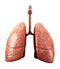 肺葉切除術過程