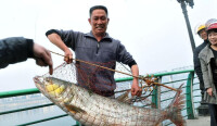 廣西柳江釣起大鱤魚