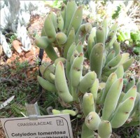 C.tomentosa ssp.ladismithiensis