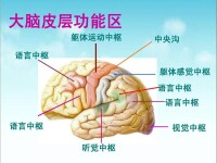 運動性語言中樞