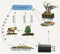 生態系統穩定性課件內容