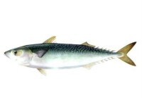 青砧魚