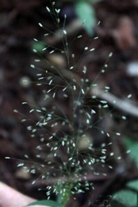 鯽魚草 Eragrostis tenella