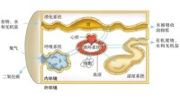 內環境穩態與人體生理關係（生物必修三）