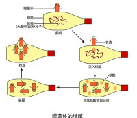 DNA病毒增殖方式