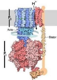 ATP酶