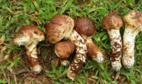 松茸蘑菇