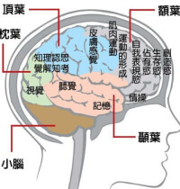 腦功能分區