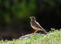 鳳頭百靈新疆亞種