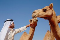 阿拉伯半島駱駝
