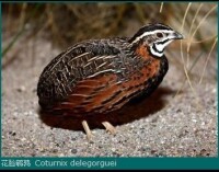 花臉鵪鶉(Coturnix delegorguei