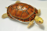 黃喉擬水龜