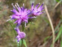 鳳毛菊