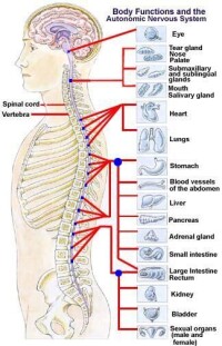 整脊療法脊柱穴位及對應器官