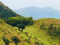 天露山