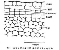 皮孔