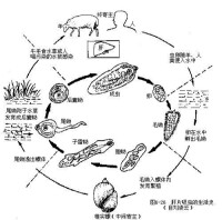 絲蟲生活史