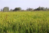 阿克陶縣7000畝水稻