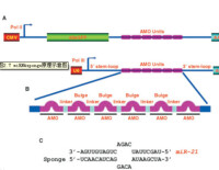 micro RNA