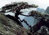 黃山卧龍松