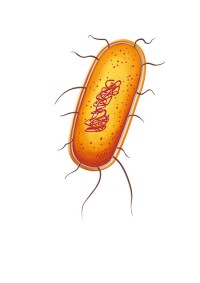 模式生物——大腸桿菌