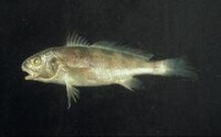 黃唇魚標本