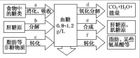 血糖平衡