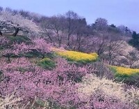 廬陽八景