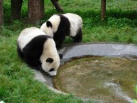 四川大熊貓棲息地