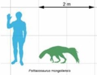 鸚鵡嘴龍與人類體型相比