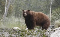 加利福利亞黑熊