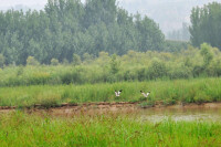 千湖國家濕地公園