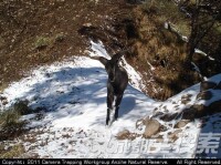 鞍子河動物圖片