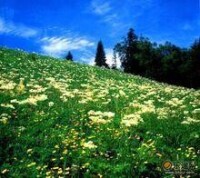 高山花園景色