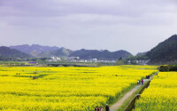 石橋鎮--全國“金花獎”萬畝觀光油菜基地