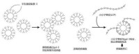 小分子果膠抗癌活性原理圖