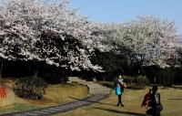 杏花公園