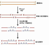 DNA探針