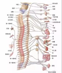 脊髓半切征