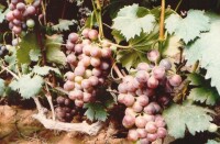 村產葡萄