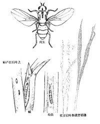 稻稈蠅
