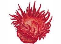 紅海葵