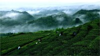 貴定雲霧貢茶