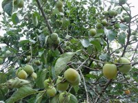 王海村甜柿種植業